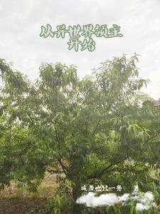 八百块，买了个修真界